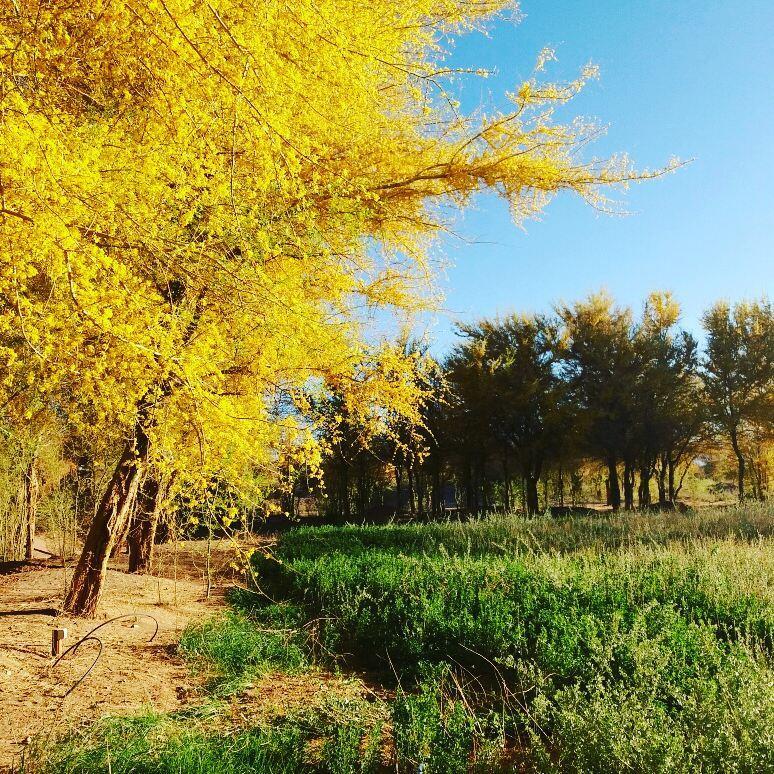 סן פדרו דה אטקאמה Andes Nomads Desert Camp & Lodge מראה חיצוני תמונה